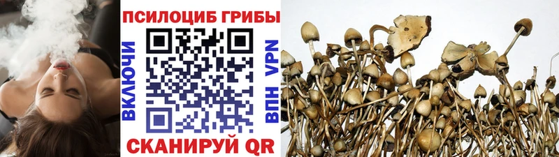 Псилоцибиновые грибы Psilocybine cubensis  omg tor  Владикавказ 